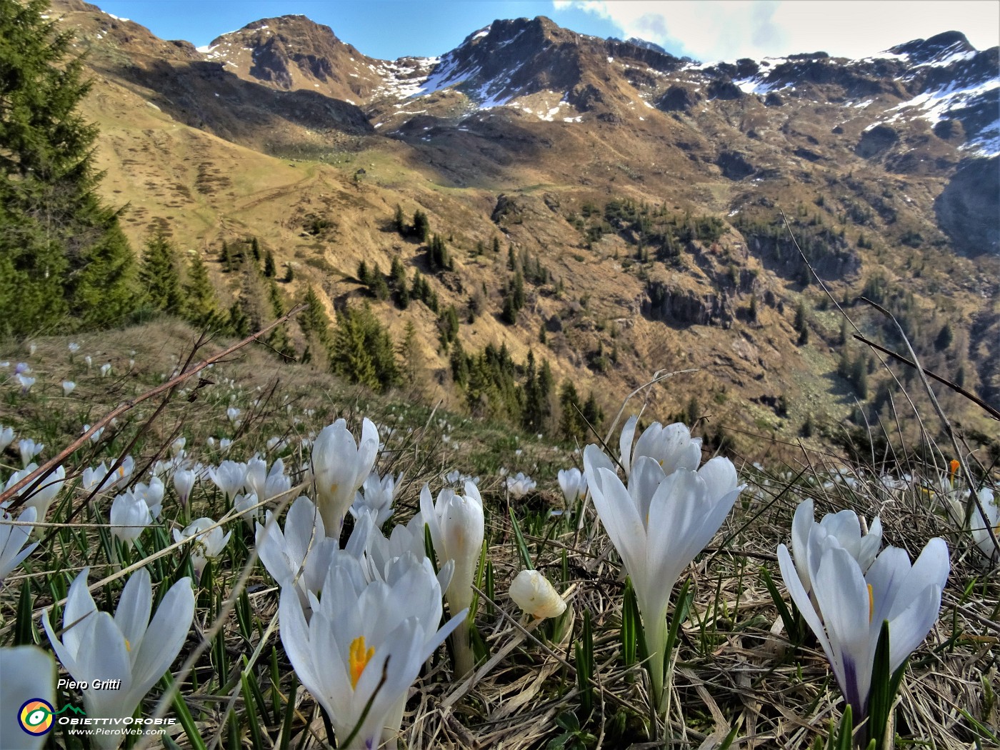 22 Sul sent. 217 primi Crocus vernus (Zafferano maggiore) bianchi .JPG